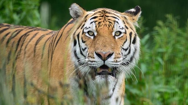 பாம்பைக் கண்டால் புலியும் நடுங்கும் : மலைப்பாம்பைக் கண்டு அஞ்சிய புலி! (Video) 