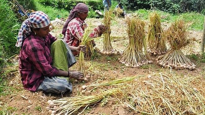 கொடைக்கானல் மலைப்பூண்டுக்கு   புவிசார் குறியீடு - இதில் தமிழகத்திற்கு கூடுதல் சிறப்பு என்ன தெரியுமா? 