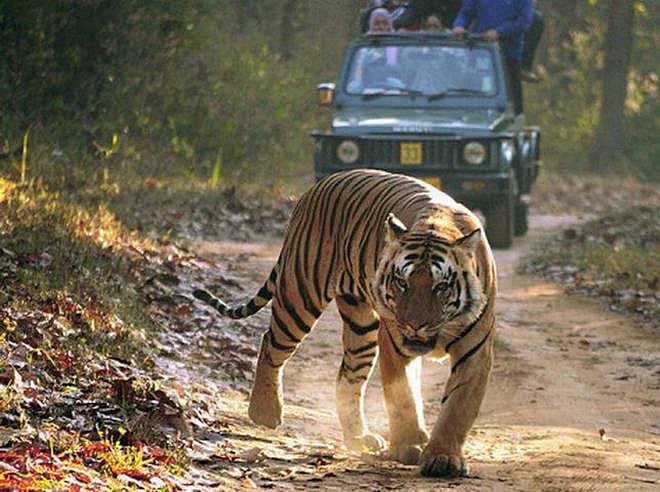 பழங்குடிகளையும், புலிகளைகளையும் துரத்திவிட்டு யுரேனியம் எடுக்க முயற்சி? : சமூக ஆர்வலர்கள் கொந்தளிப்பு!