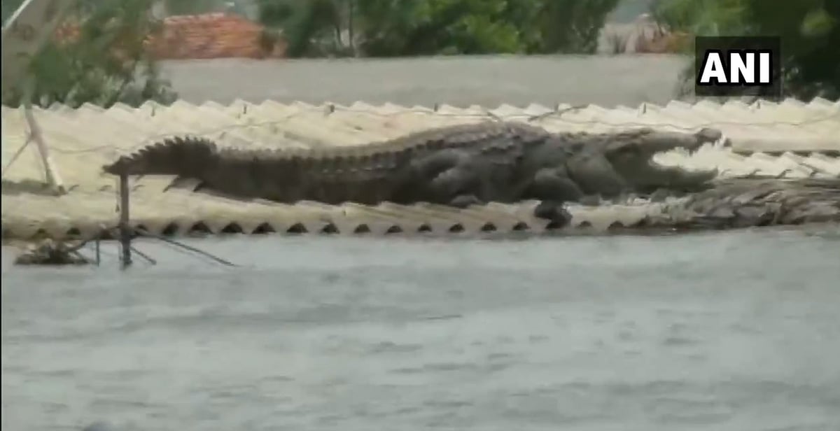 “வீட்டை மூழ்கடித்த வெள்ளம்” -  கூரையில் தஞ்சமடைந்த முதலை!