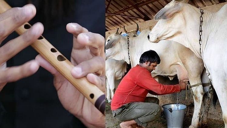 “புல்லாங்குழல் இசை கேட்டால் மாடுகள் அதிகமாகப் பால் கொடுக்கும்” : பா.ஜ.க எம்.எல்.ஏ போட்ட புது குண்டு !