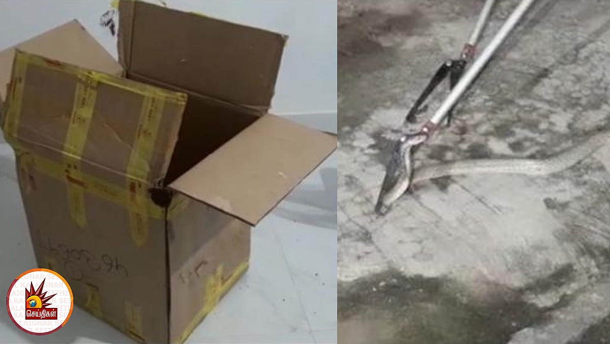 பார்சலில் வந்த பாம்பைக் கண்டு ஓட்டம் பிடித்த இளைஞர்! (வீடியோ)