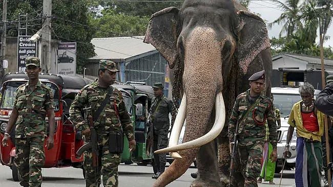 ஒய்யாரமாக வலம் வரும்  ‘ராஜா’ யானைக்கு  24 மணிநேரமும் இராணுவப் பாதுகாப்பு - ஏன் தெரியுமா?