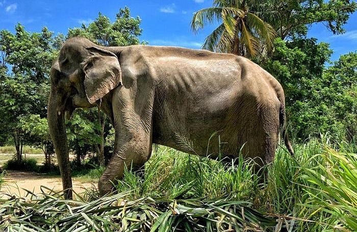 உலகமே பரிதாபப்பட்ட ‘டிக்கிரி’ யானை உயிரிழப்பு... அன்பை போதித்த புத்தரின் கோவிலில் அடிமையாக கொடுமரணம்!
