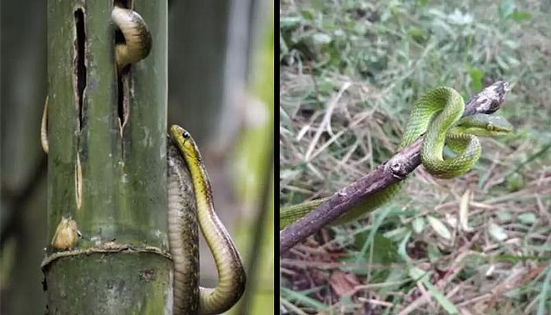  18 ஆண்டுகளில் 300 ஏக்கர் காடுகளை உருவாக்கிய ‘வனமகன்’- சிலிர்க்க வைக்கும் சாதனை!