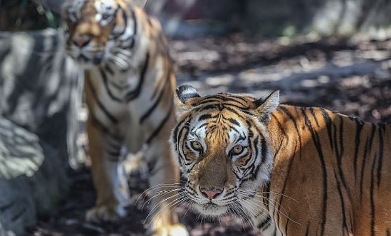 ஒரே இடத்தில் 86 புலிகள் அடுத்தடுத்து உயிரிழப்பு... சூழலியல் ஆர்வலர்கள் கவலை!