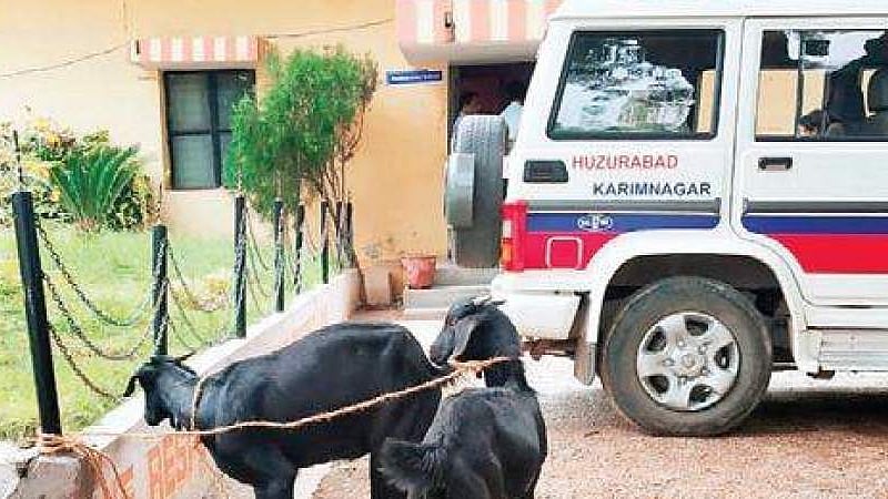 ஆடுகளை கைது செய்து அபராதம் விதித்த போலிஸார்... காரணம் என்ன தெரியுமா?