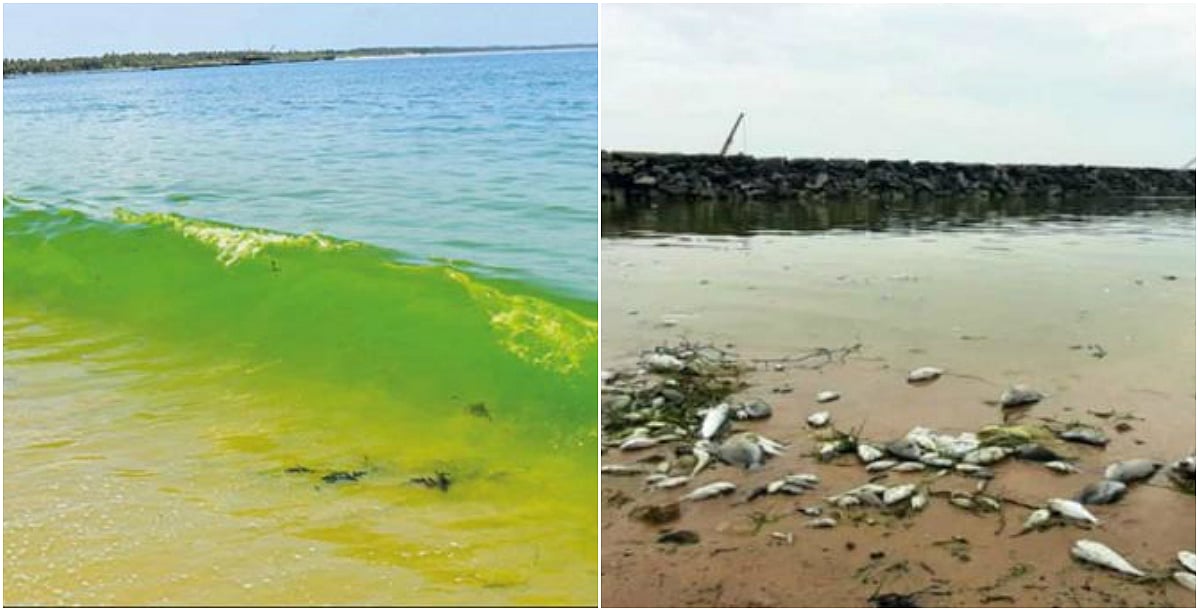 திடீரென பச்சை நிறத்தில் மாறிய கடல்நீர்... விஷ பாசிகள் காரணமா? - விளக்கிய விஞ்ஞானிகள்!