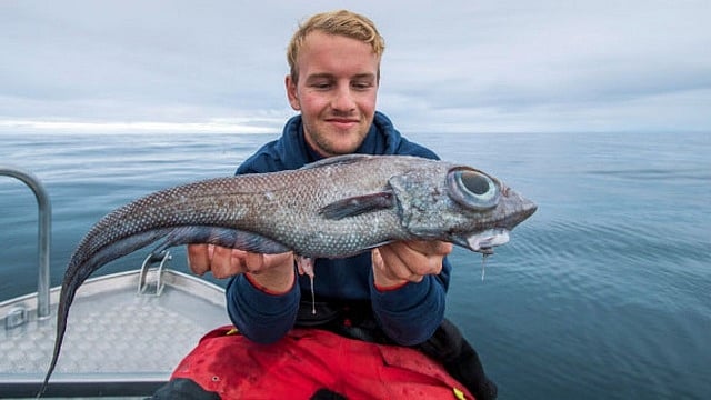 இளைஞரின் தூண்டிலில் சிக்கிய  ‘அதிசய மீன்கள்’- டைனோசர் போல இருப்பதால் வைரலாகும் புகைப்படங்கள்! 