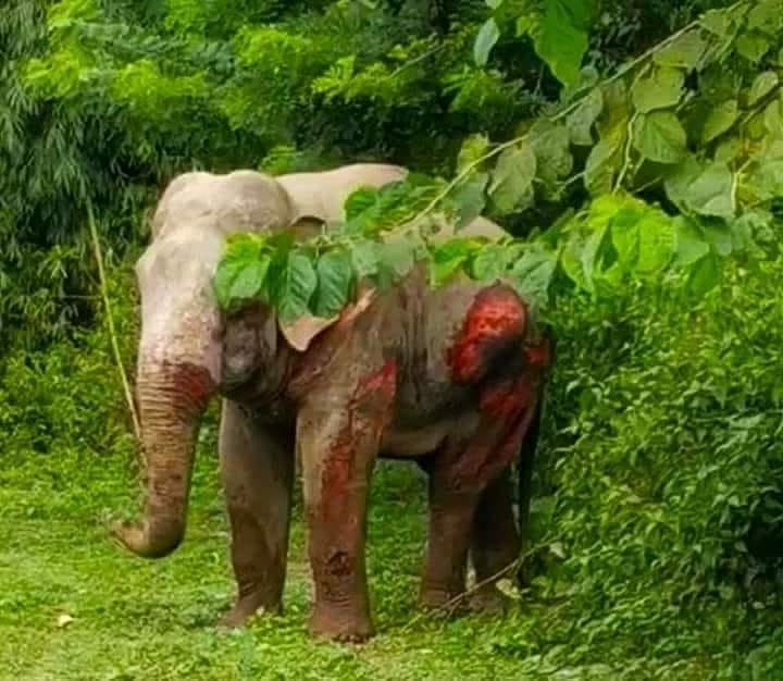 “ரயில் மோதியதில் படுகாயமடைந்த பெண் யானை சிகிச்சை பலனின்றி உயிரிழப்பு” : மேற்கு வங்கத்தில் சோகம்!