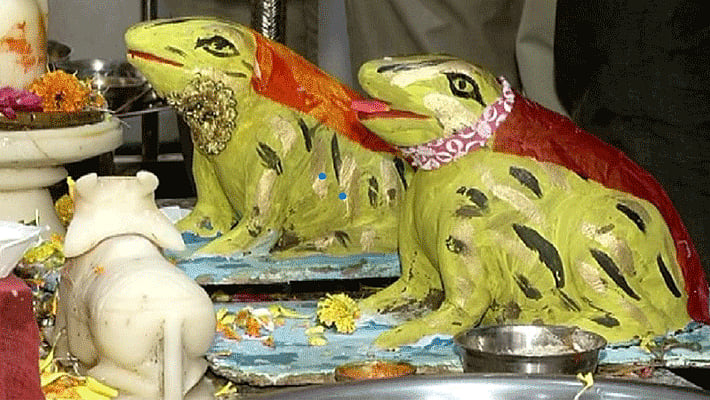 மழை அதிகம் பெய்ததால் திருமணம் செய்து வைக்கப்பட்ட தவளைகளுக்கு விவாகரத்து : ம.பி.யில் வினோதம்!