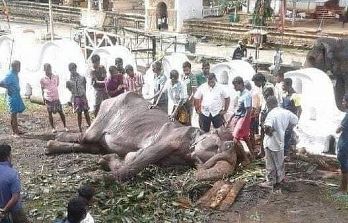 உலகமே பரிதாபப்பட்ட ‘டிக்கிரி’ யானை உயிரிழப்பு... அன்பை போதித்த புத்தரின் கோவிலில் அடிமையாக கொடுமரணம்!