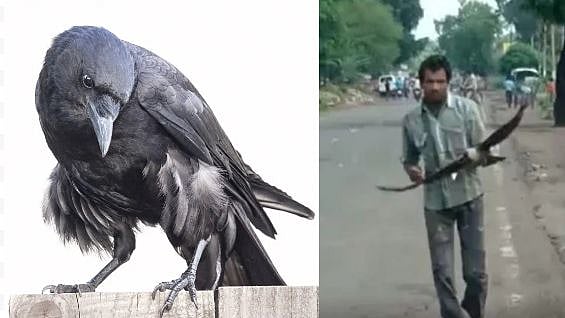 3 வருடங்களாக இளைஞரைத் துரத்தும் காக்கைகள் : காக்கைகளுக்கு பழிவாங்கும் திறன் இருக்கிறதா? - ஆச்சரிய தகவல்!