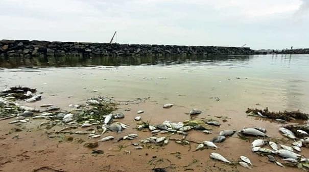 திடீரென பச்சை நிறத்தில் மாறிய கடல்நீர்... விஷ பாசிகள் காரணமா? - விளக்கிய விஞ்ஞானிகள்!