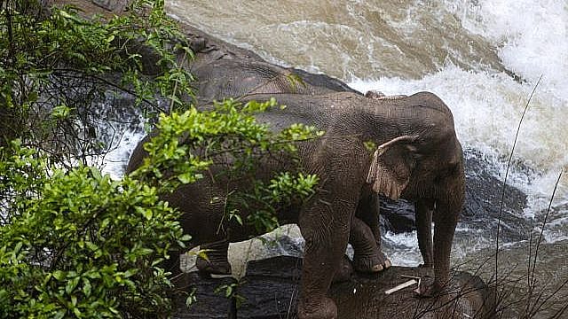 3 வயது குட்டி யானையை மீட்க சென்ற 6 யானைகள் நீர் வீழ்ச்சிக்குள் விழுந்து பலி! -  தாய்லாந்தில் நடந்த சோகம்!