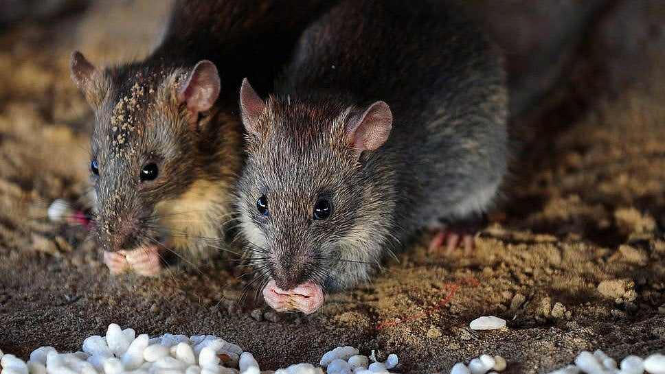 ஓர் எலியைப் பிடிக்க ரூ.22,000 செலவு செய்த ரயில்வே : 3 ஆண்டுகளில் எவ்வளவு தெரியுமா? - RTI அதிர்ச்சி தகவல்!