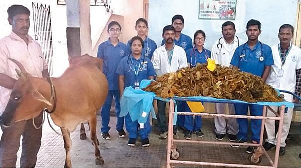 5 மணி நேரம் ஆபரேஷன்...மாட்டின் வயிற்றில் இருந்த 52 கிலோ பிளாஸ்டிக் கழிவுகளை அகற்றிய மருத்துவர்கள்!