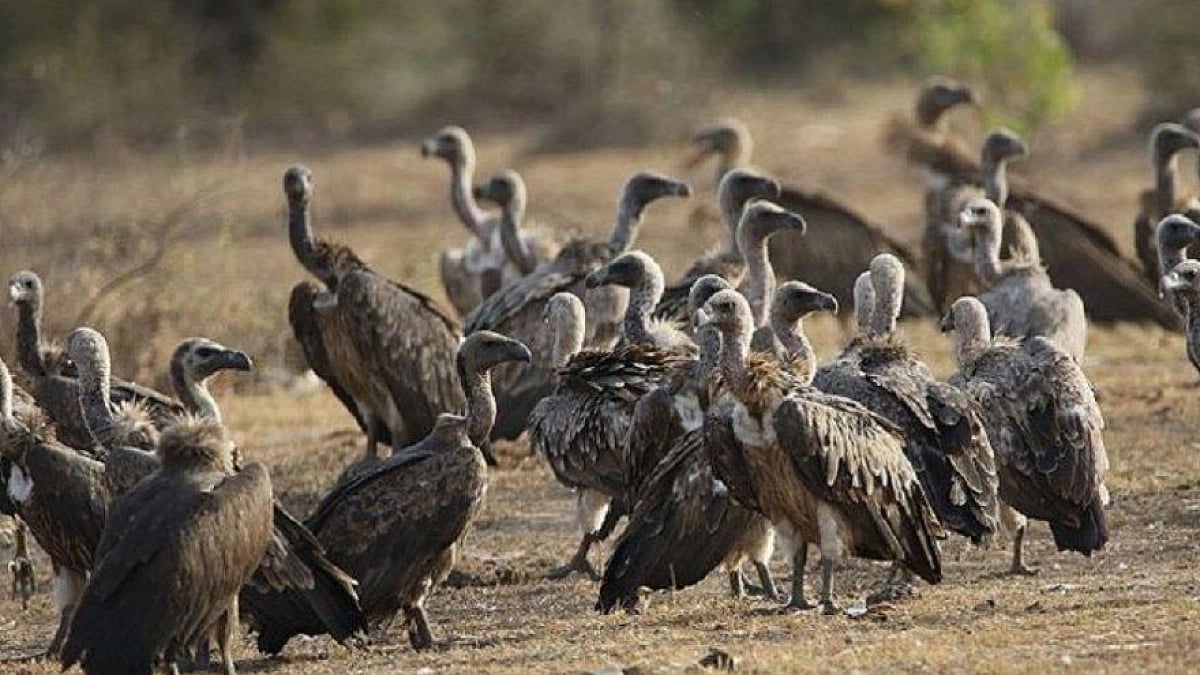 ஒரு பிணந்தின்னிக் கழுகால் சமூகத்திற்கு எவ்வளவு லாபம்? - காந்தியின் பெயரால் கழுகுகளைக் காக்க புதிய யுக்தி!