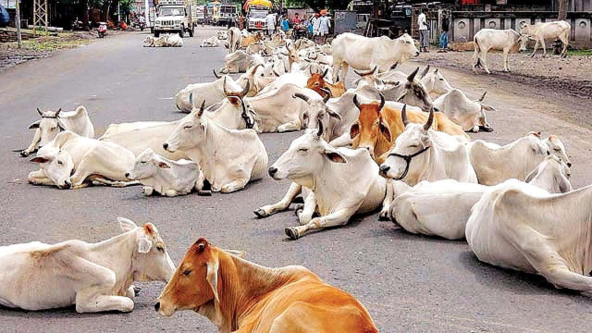 பசுவதை  பெயரில்  வன்முறை ; வட மாநிலங்களில் குறைந்த பசு வளர்ப்பு : கால்நடை கணக்கெடுப்பில் தகவல்!