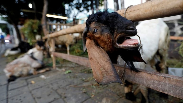 ரூபாய் 2.7 கோடி நஷ்டத்திற்குக் காரணமான ‘ஆடு’ : மகாநதி நிலக்கரி சுரங்கத்திற்கு ஏற்பட்ட சோகம்!