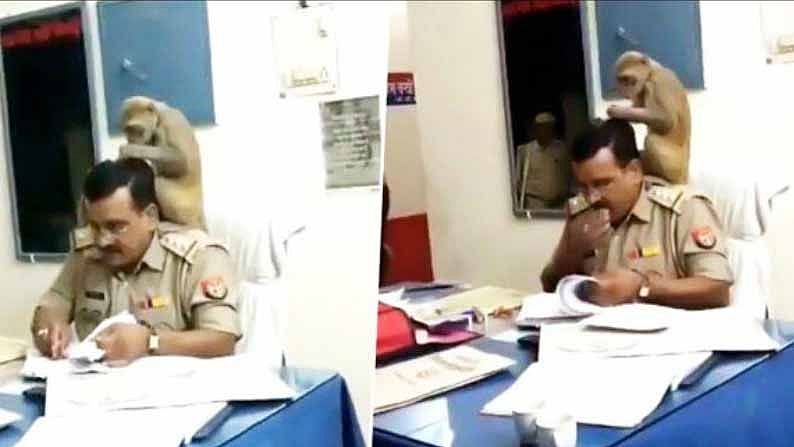 #VIRALVIDEO : உ.பி.யில் காவல் அதிகாரிக்கு மசாஜ் செய்யும் குரங்கு!