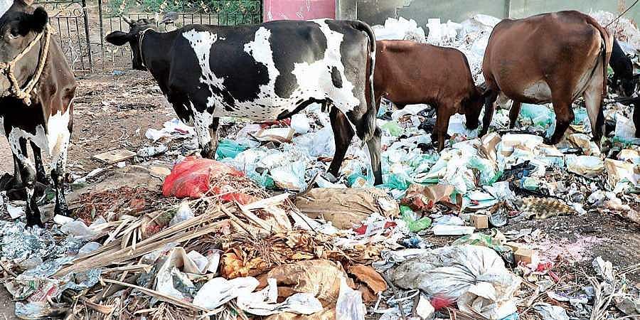 5 மணி நேரம் ஆபரேஷன்...மாட்டின் வயிற்றில் இருந்த 52 கிலோ பிளாஸ்டிக் கழிவுகளை அகற்றிய மருத்துவர்கள்!