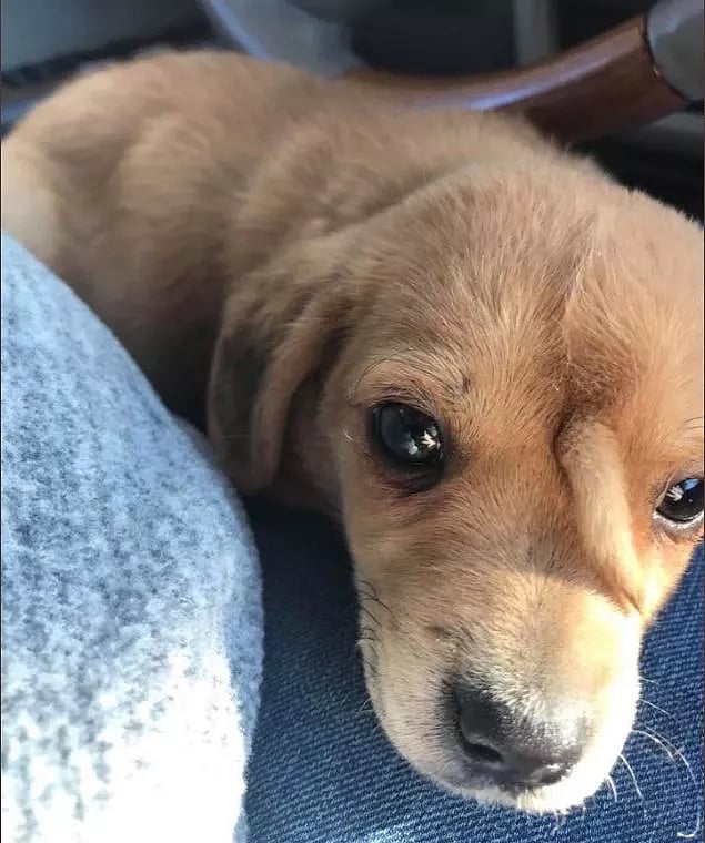 நெற்றியில் வாலுடன் பிறந்த ‘நார்வால்’ நாய்க்குட்டி: இணையத்தில் வைரலாகும் யூனிகார்ன் பப்பி!