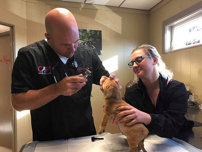 நெற்றியில் வாலுடன் பிறந்த ‘நார்வால்’ நாய்க்குட்டி: இணையத்தில் வைரலாகும் யூனிகார்ன் பப்பி!