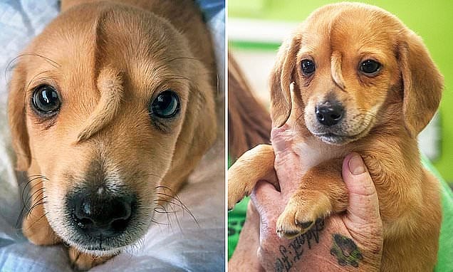 நெற்றியில் வாலுடன் பிறந்த ‘நார்வால்’ நாய்க்குட்டி: இணையத்தில் வைரலாகும் யூனிகார்ன் பப்பி!