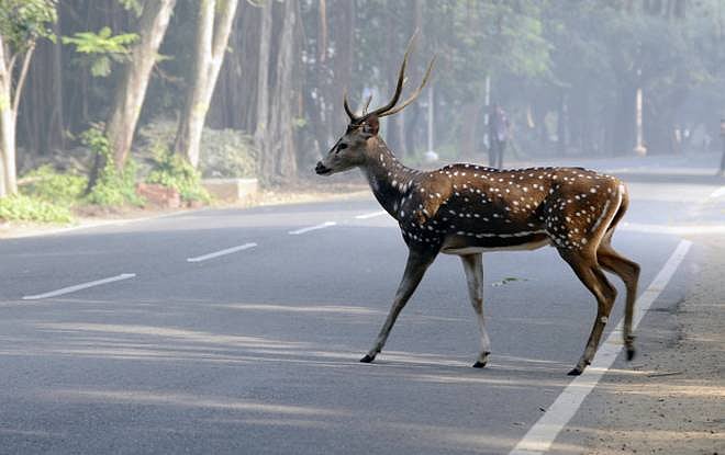 சென்னையில் கடந்த ஐந்தாண்டுகளில் 497 புள்ளிமான்கள் இறந்துள்ளது : வனத்துறை அறிக்கை