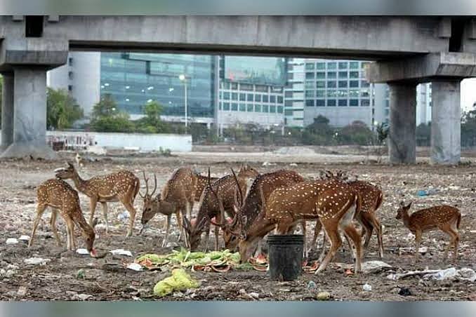 சென்னையில் கடந்த ஐந்தாண்டுகளில் 497 புள்ளிமான்கள் இறந்துள்ளது : வனத்துறை அறிக்கை