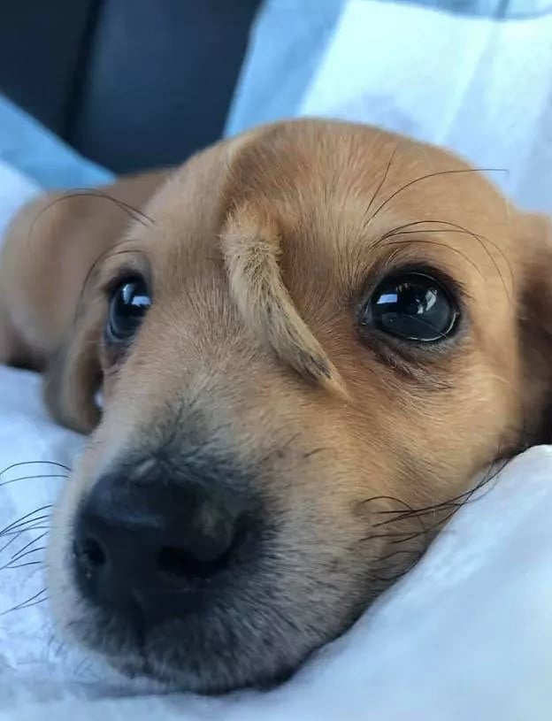 நெற்றியில் வாலுடன் பிறந்த ‘நார்வால்’ நாய்க்குட்டி: இணையத்தில் வைரலாகும் யூனிகார்ன் பப்பி!