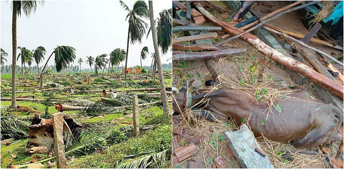 ஒரே நாளில் 12 மாவட்டங்களைச் சிதைத்த ‘கஜா’ - ஓராண்டாகியும் மீள வழியற்றுத் தவிக்கும் மக்கள்!