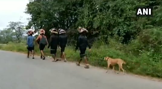 ‘480 கி.மீ தொடர்ந்து பயணிக்கும் நாய்’ - ஏன்? எதற்கு? (VIRAL VIDEO)