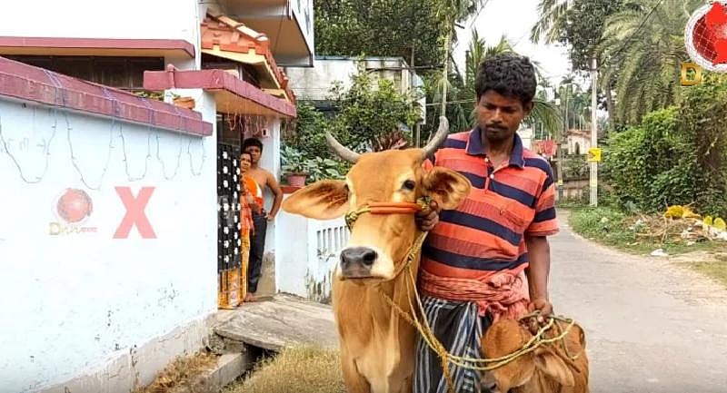 “நாட்டு மாட்டுப் பாலில் தங்கமா?’’ - பா.ஜ.க தலைவர் பேச்சால் பசுமாட்டுடன் அடகுக்கடைக்குச் சென்ற நபர்!