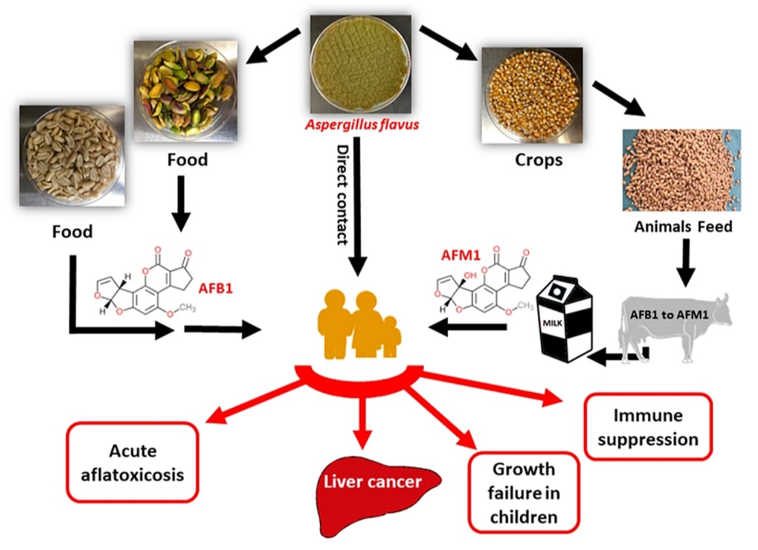 ‘உயிர்க்கொல்லி பால்’ பயன்பாட்டில் தமிழகம் முதலிடம் : - அஃப்ளாடாக்ஸின் M1 என்றால் என்ன தெரியுமா?