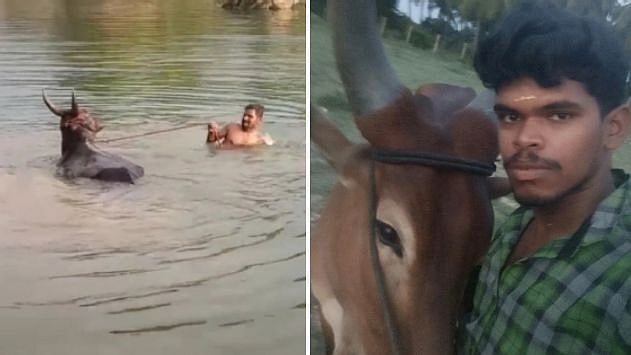 ‘காளை மாட்டின் மீது ஏறி டிக்-டாக்’ : கோவை இளைஞருக்கு நடந்த கதியைப் பாருங்க!