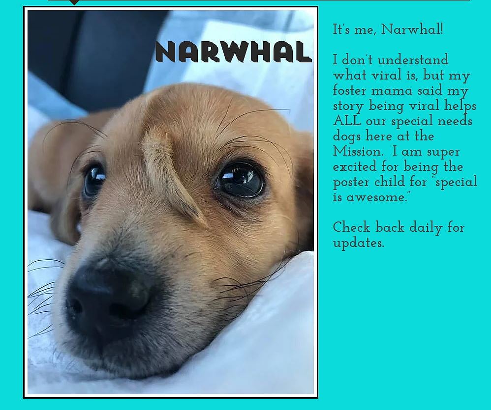 நெற்றியில் வாலுடன் பிறந்த  ‘நார்வால்’ நாய்க்குட்டி: இணையத்தில் வைரலாகும் யூனிகார்ன் பப்பி! 