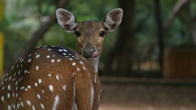 சென்னையில் கடந்த ஐந்தாண்டுகளில் 497 புள்ளிமான்கள் இறந்துள்ளது : வனத்துறை அறிக்கை