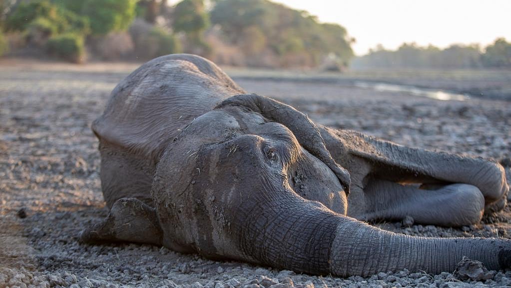 ஜிம்பாப்வே நாட்டில் கடும் வறட்சி - 200 யானைகள் பசி, பட்டினியால்உயிரிழப்பு!