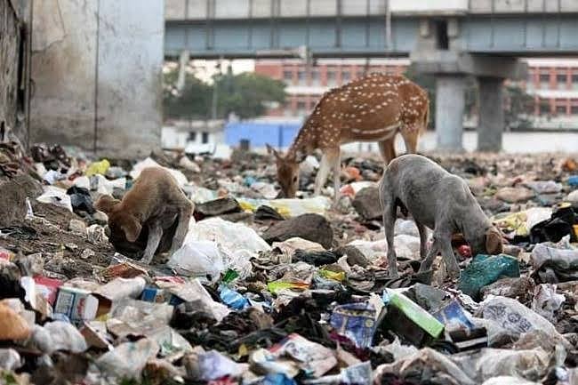 சென்னையில் கடந்த ஐந்தாண்டுகளில் 497 புள்ளிமான்கள் இறந்துள்ளது : வனத்துறை அறிக்கை