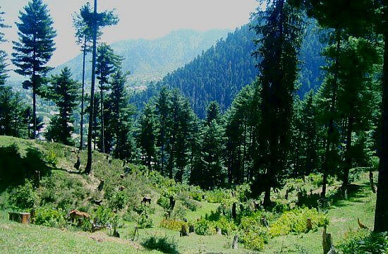 காணாமல் போன 727 ஹெக்டேர் வனப்பகுதி : கார்ப்ரேட் கூலிக்காக காஷ்மீரைப் பலிகொடுத்த பா.ஜ.க !