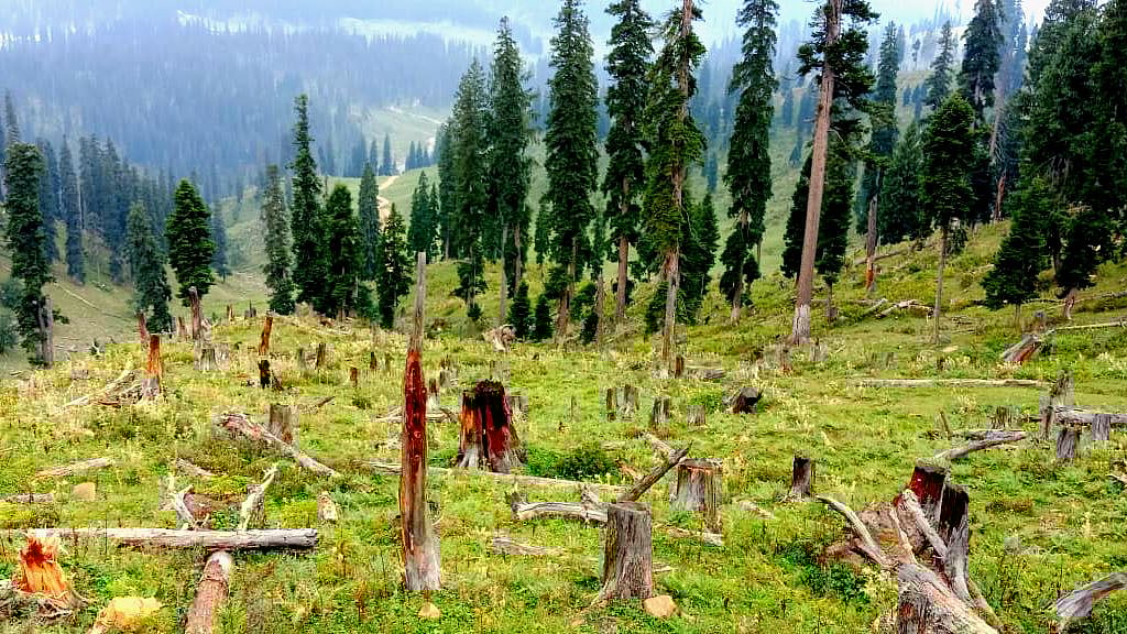 காணாமல் போன 727 ஹெக்டேர் வனப்பகுதி : கார்ப்ரேட் கூலிக்காக காஷ்மீரைப் பலிகொடுத்த பா.ஜ.க !