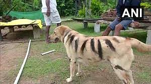 கர்நாடகாவில் நாயை புலியாக்கிய விவசாயி - காரணம் என்ன தெரியுமா?