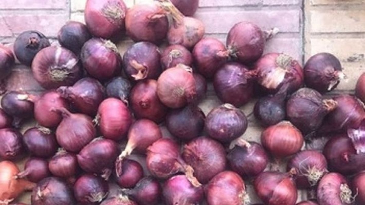 ச்சீ.. ச்சீ.. இந்த வெங்காயம் சரியில்லை : எகிப்து வெங்காயத்தை தவிர்க்கும் மக்கள்.. கலக்கத்தில் வியாபாரிகள்