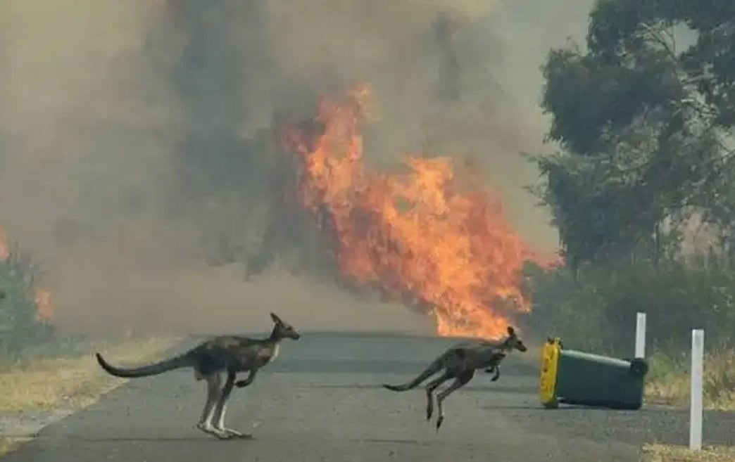 ஆஸ்திரேலியா காட்டுத் தீயில் தீக்கிரையான கங்காருகள்: நெஞ்சை பதபதைக்கும் காட்சிகள்!