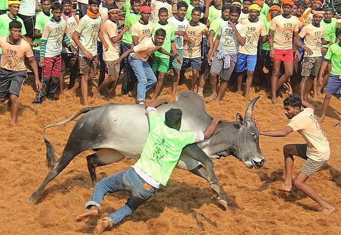 பாலமேடு ஜல்லிக்கட்டின் போது போலிஸ் தடியடி நடத்தியது ஏன்?