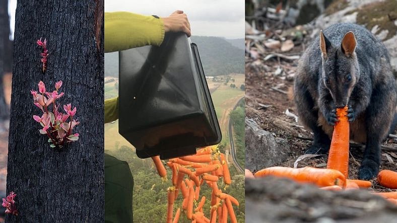 உணவளிக்கும் ஹெலிகாப்டர் : உயிர்ப்பிக்கும் ஆஸ்திரேலியா - சிதைந்த வனத்தை மீட்கப் போராடும் தன்னார்வலர்கள்!