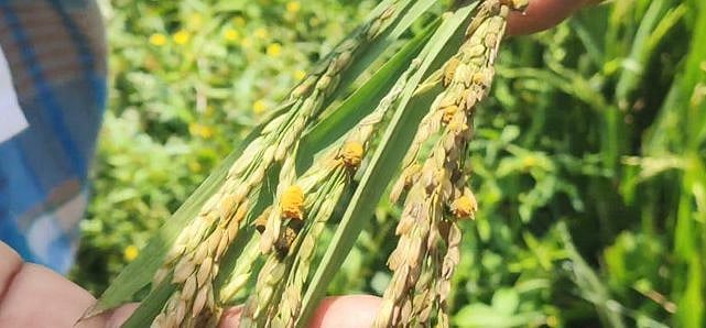 நெற்பயிரை தாக்கிய லட்சுமி வைரஸ்