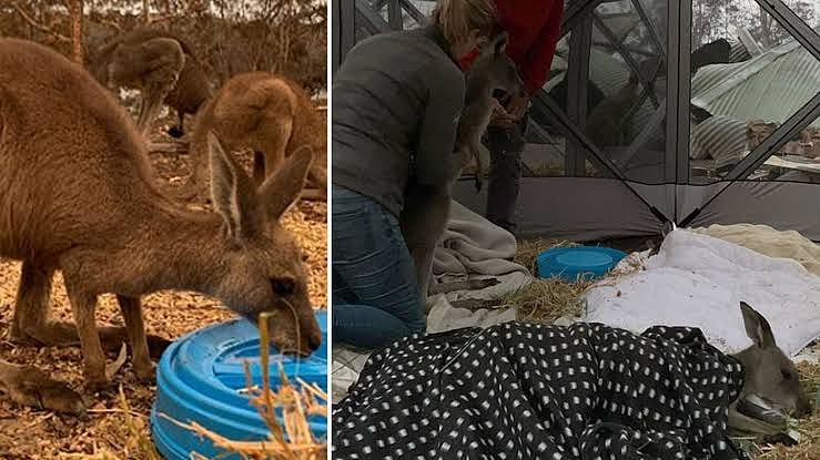 உணவளிக்கும் ஹெலிகாப்டர் : உயிர்ப்பிக்கும் ஆஸ்திரேலியா - சிதைந்த வனத்தை மீட்கப் போராடும் தன்னார்வலர்கள்!